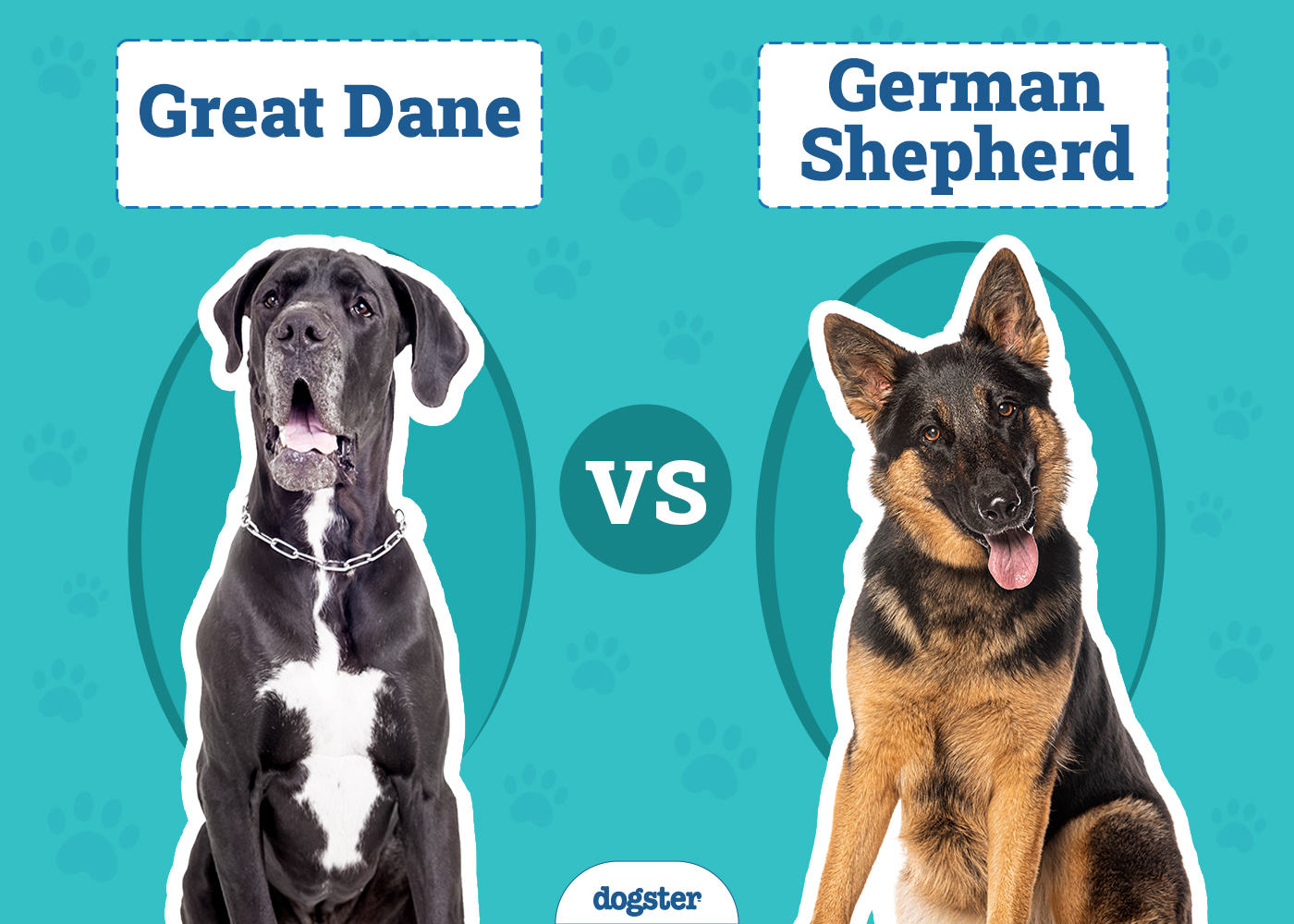 Great Dane vs German Shepherd: Notable Differences (With Pictures)