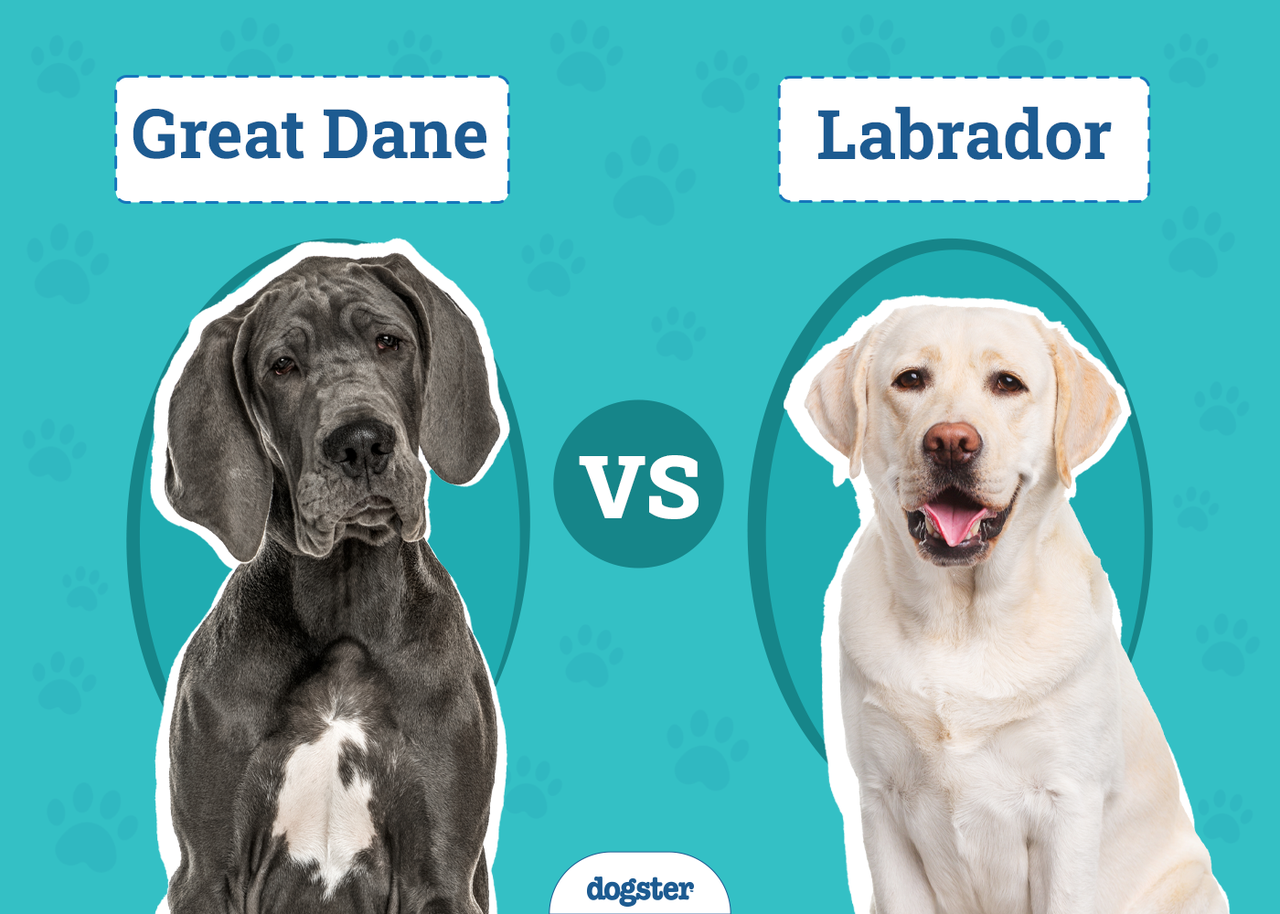 Great Dane vs Labrador: Key Differences (With Pictures)