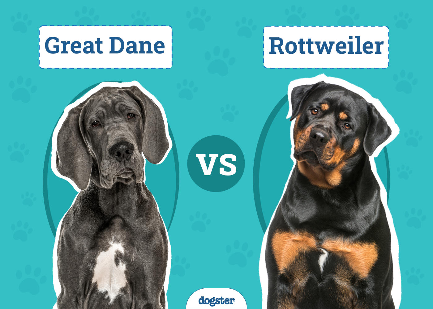 Great Dane vs Rottweiler: The Main Differences (With Pictures)
