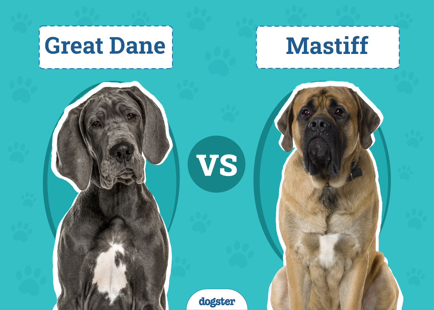 Great Dane vs. Mastiff: What’s the Difference? (With Pictures)