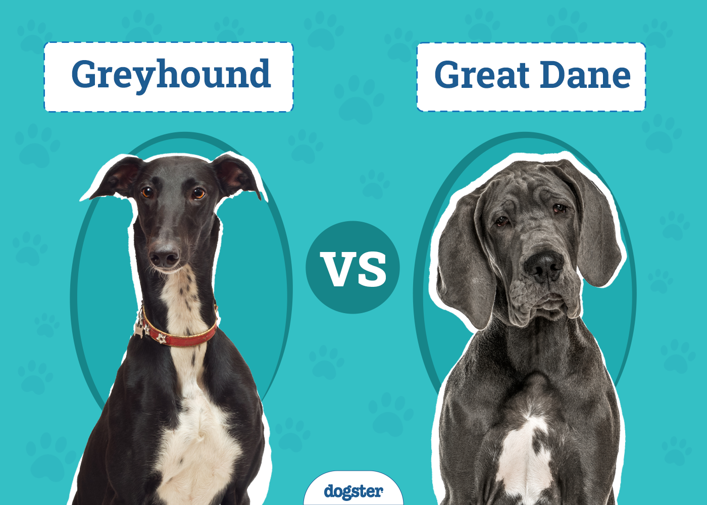 Greyhound vs Great Dane: Vet-Reviewed Differences (With Pictures)