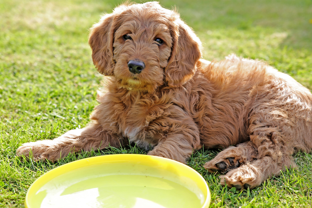 Labradoodle Puppies