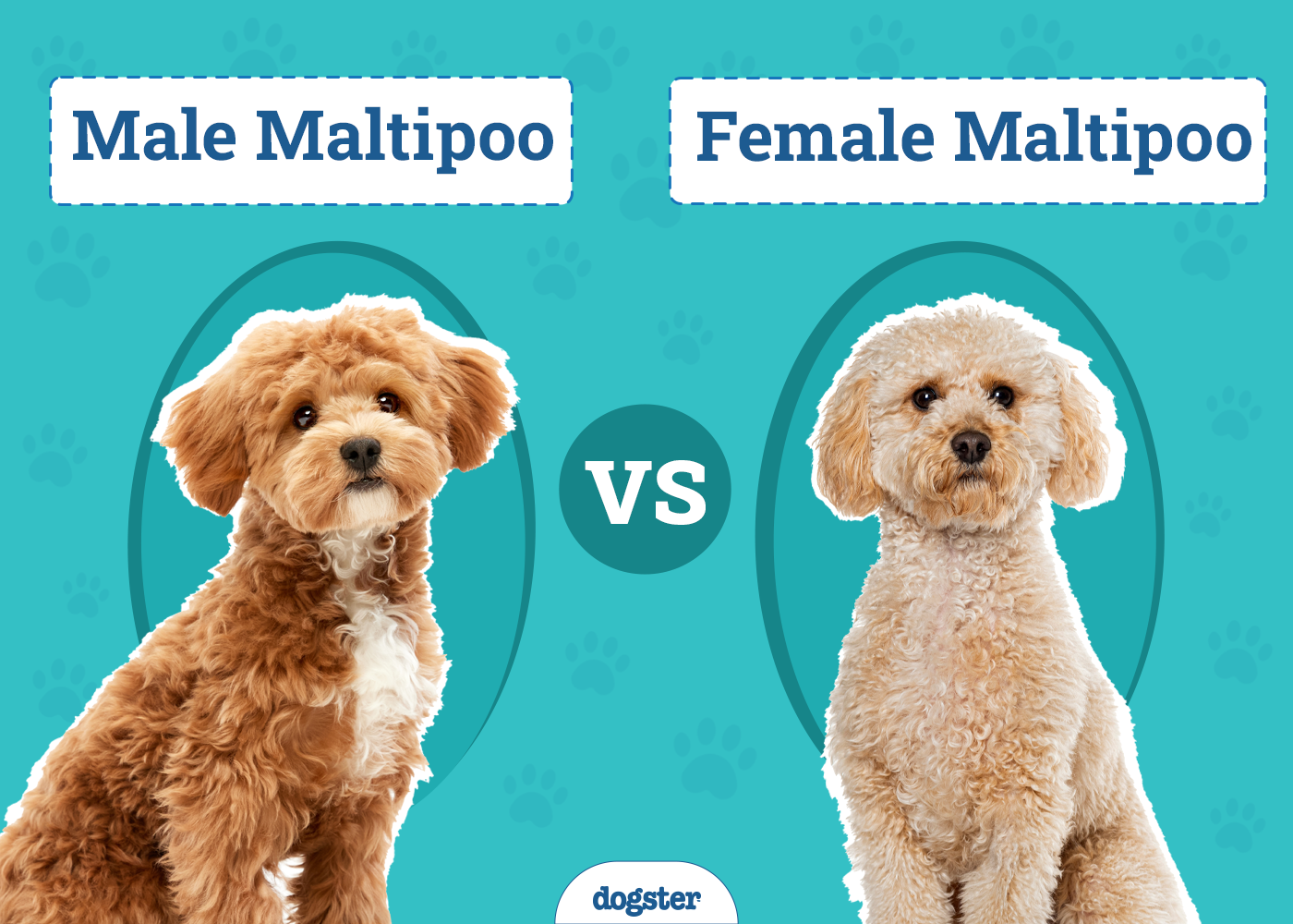 Male vs Female Maltipoo: Which One is Right for Me?