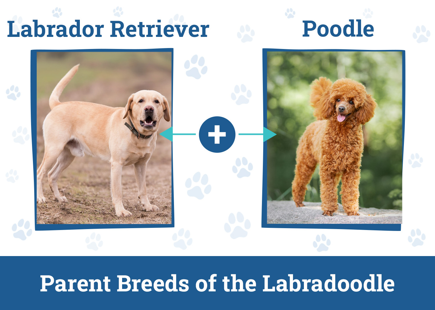 Parent Breeds of the Labradoodle