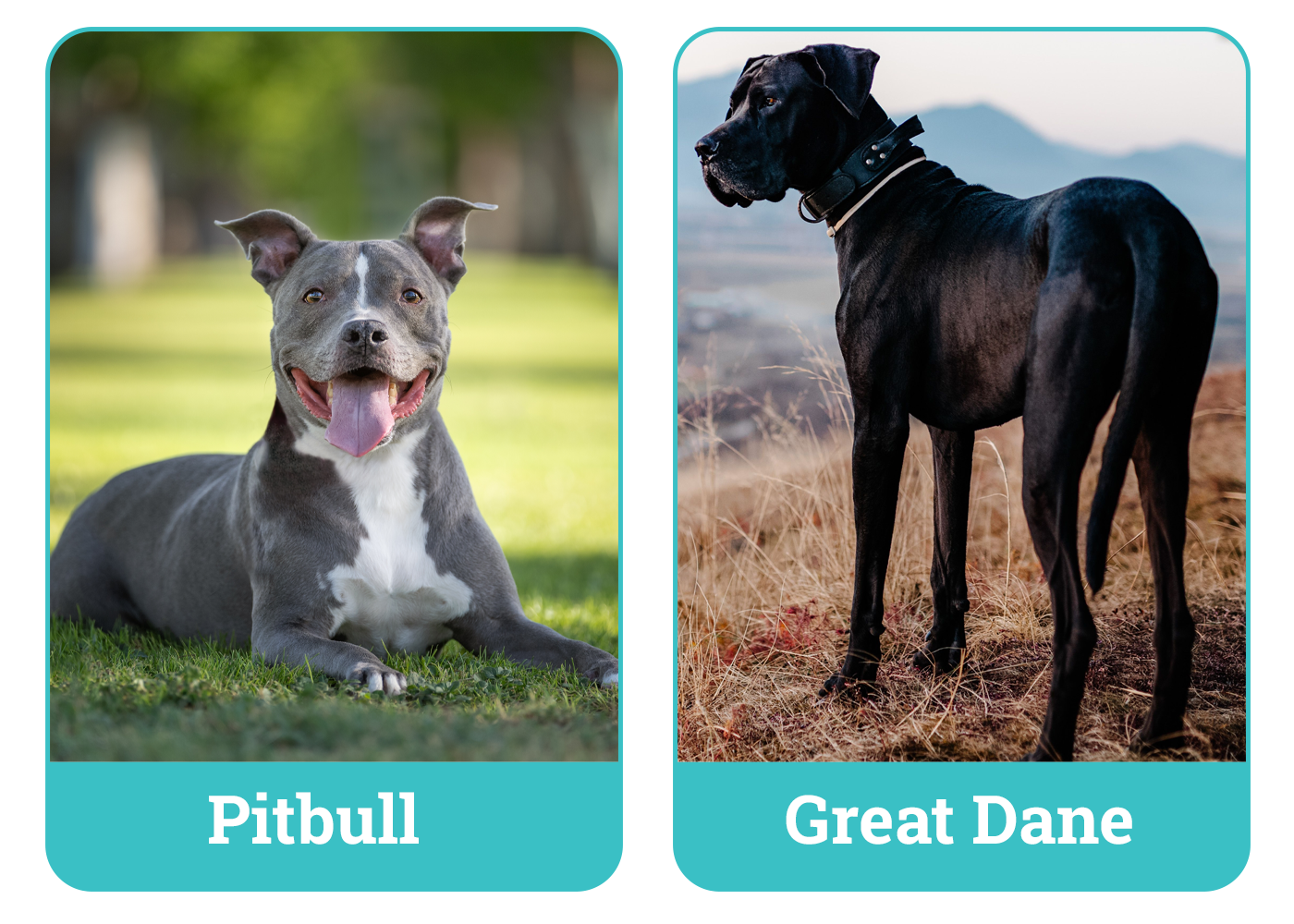 Pitbull vs Great Dane