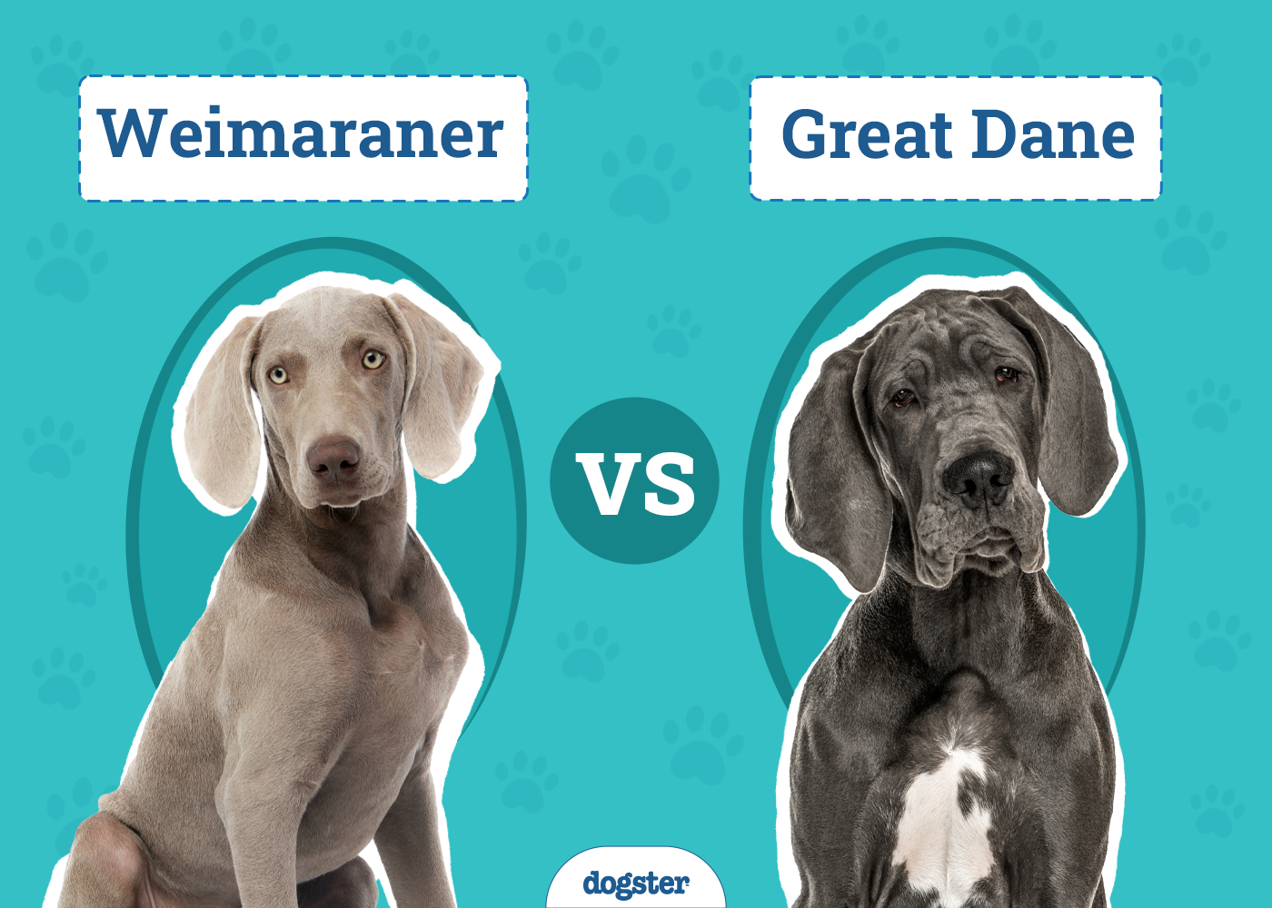 Weimaraner vs. Great Dane – The Differences (With Pictures)