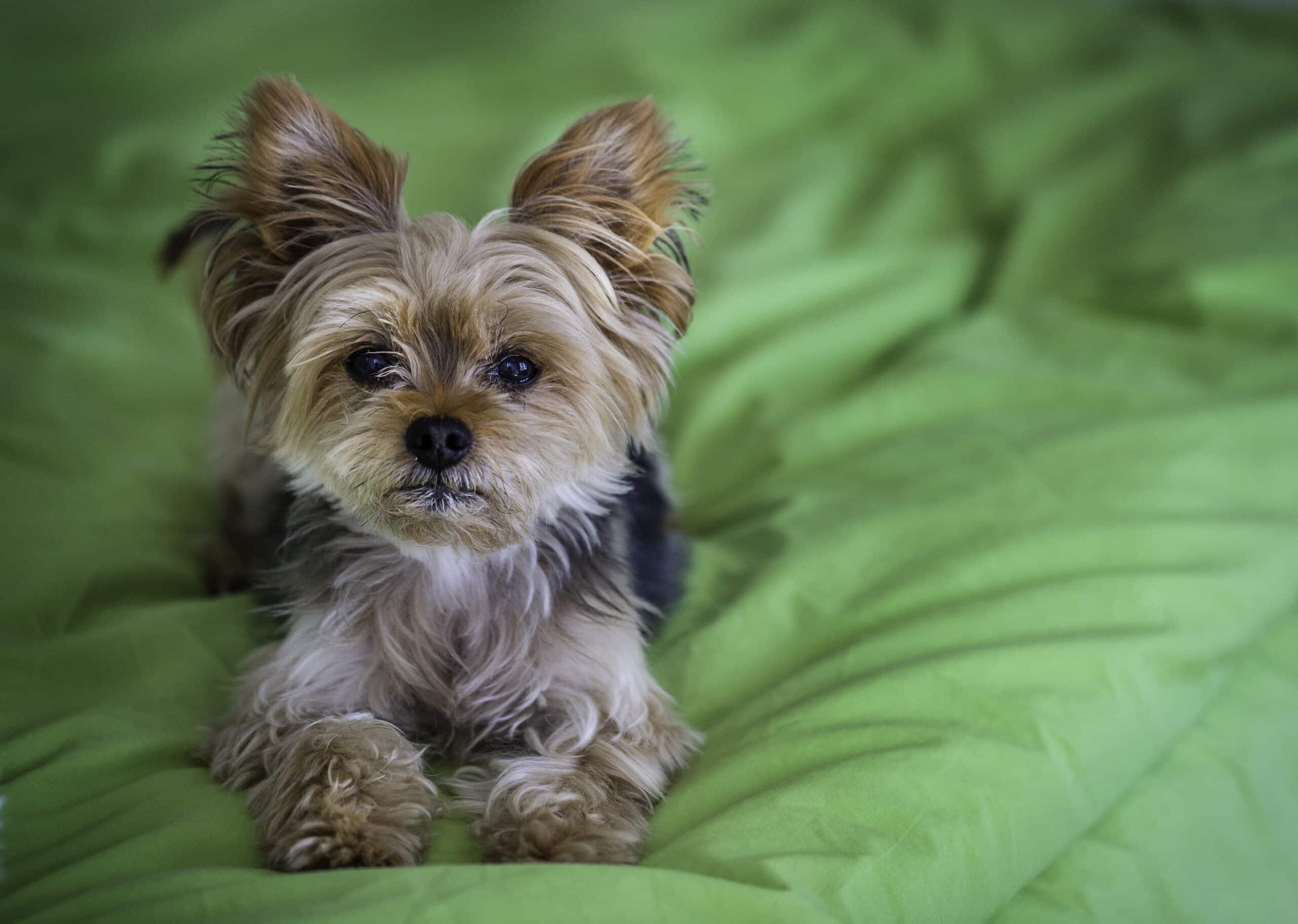 Canine Cognitive Dysfunction Syndrome: Symptoms & Treatment