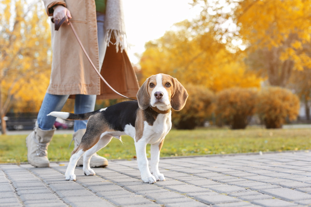 Why Do Dogs Have to Be on a Leash in Public Areas? 7 Vet-Reviewed Reasons