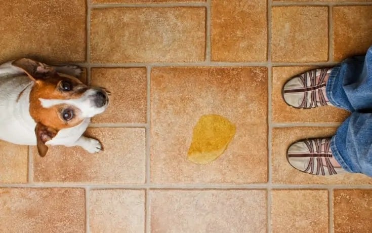 My Dog Is Having Pee Accidents in the House: Vet-Reviewed Causes & What to Do