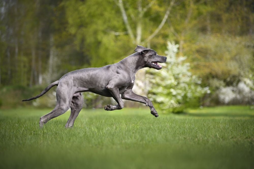 great dane running on the grass