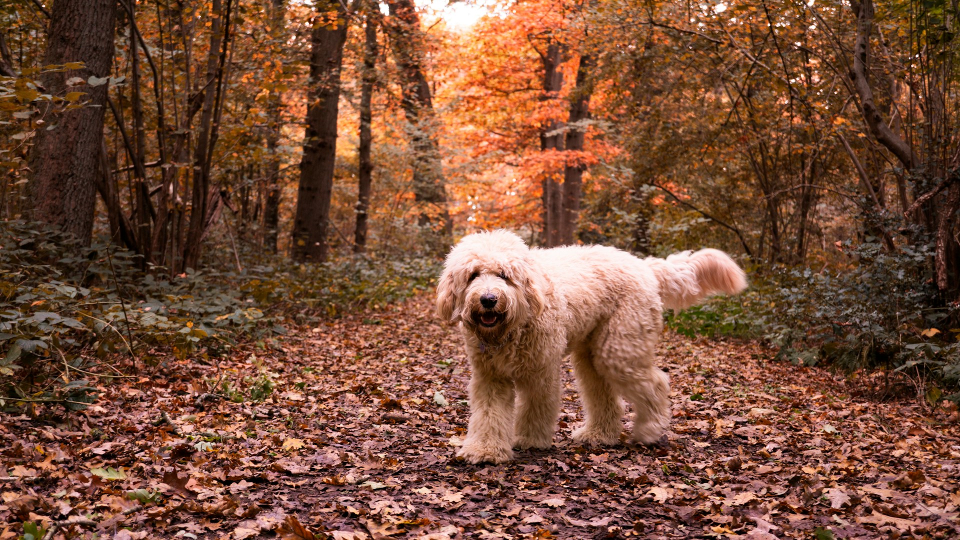 labradoodle on forest