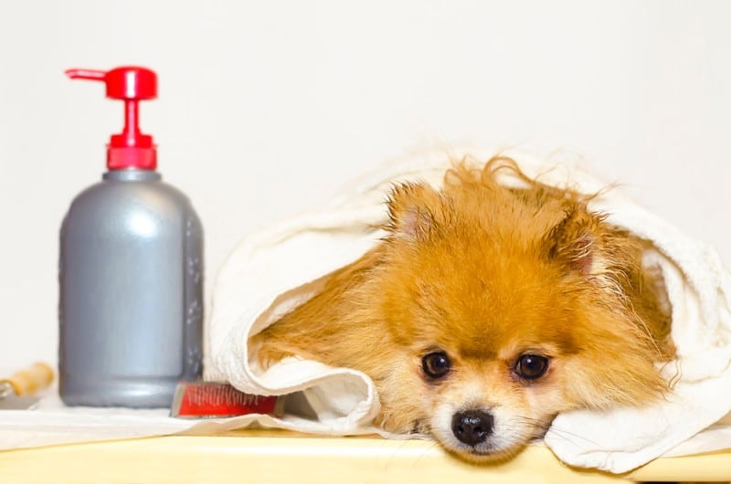 Can I Put Lotion on My Dog? Vet-Approved Tips to Help With Dry Skin