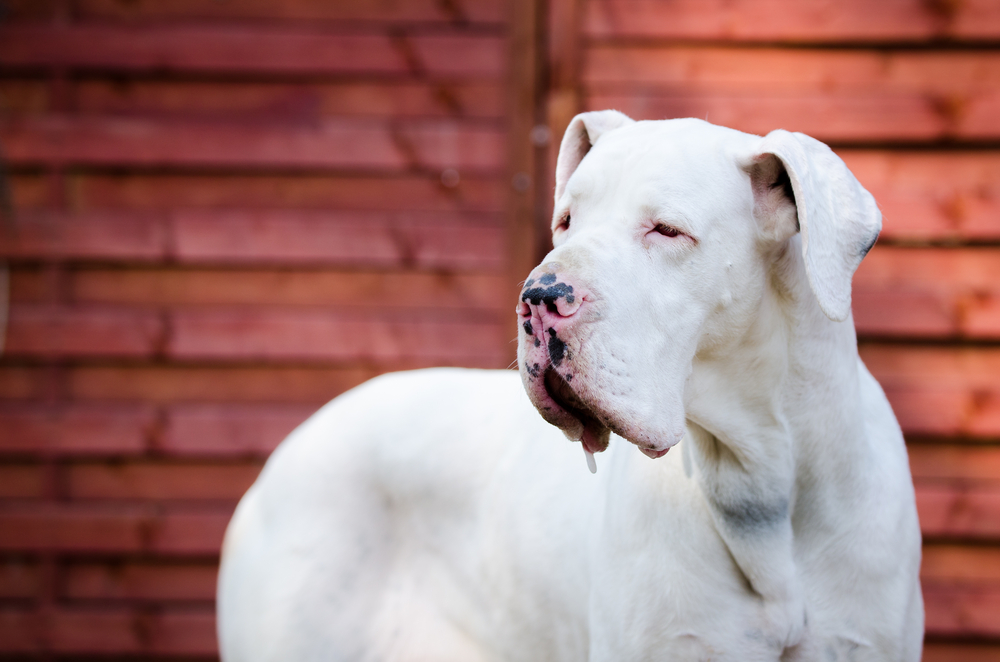 White Great Dane: Info, Pictures, Origin & History