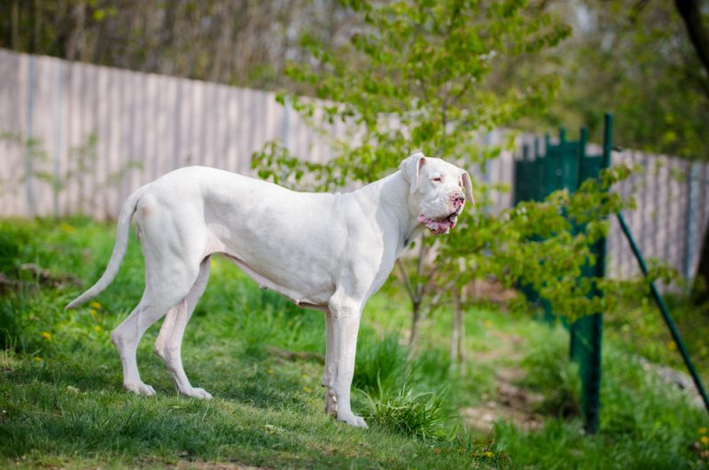 white-great-dane-standing-on-the-grass