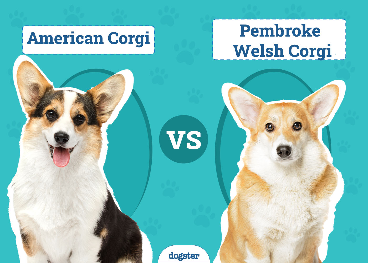 American Corgi vs Pembroke Welsh Corgi: How to Tell Them Apart