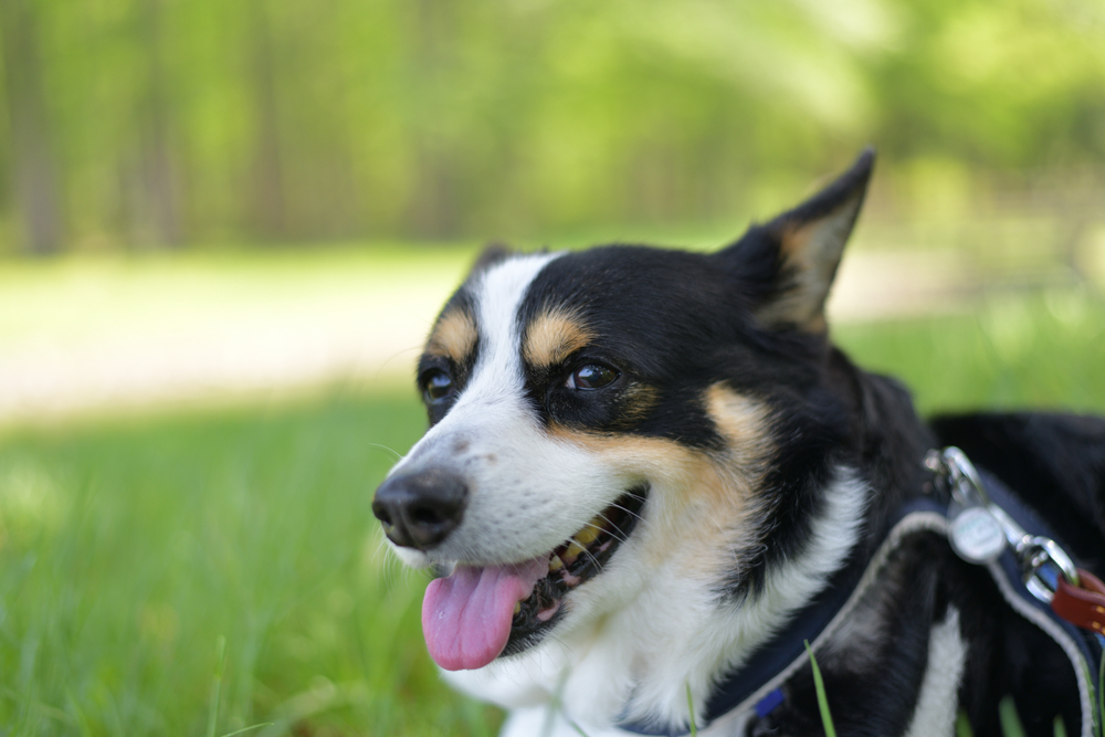 Black-headed Tricolor Corgi