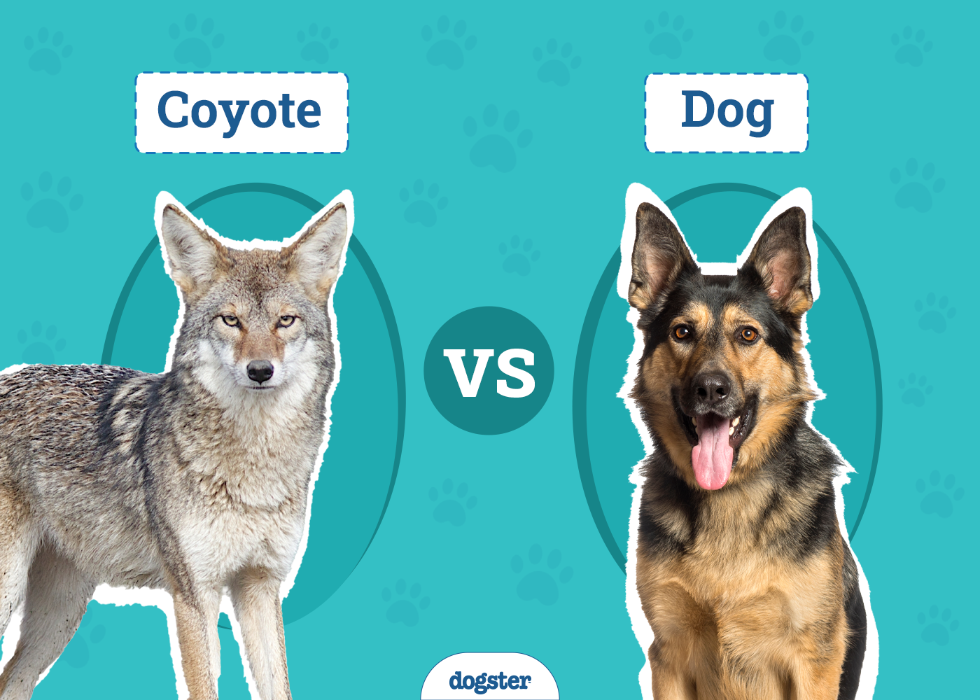 Coyote vs Dog: Canine Comparison & Differences (Vet-Verified Info With Pictures)