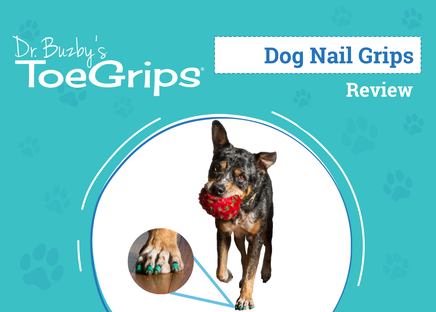 Dr. Buzby's ToeGrips for Dogs Review 2026: An Expert's Breakdown