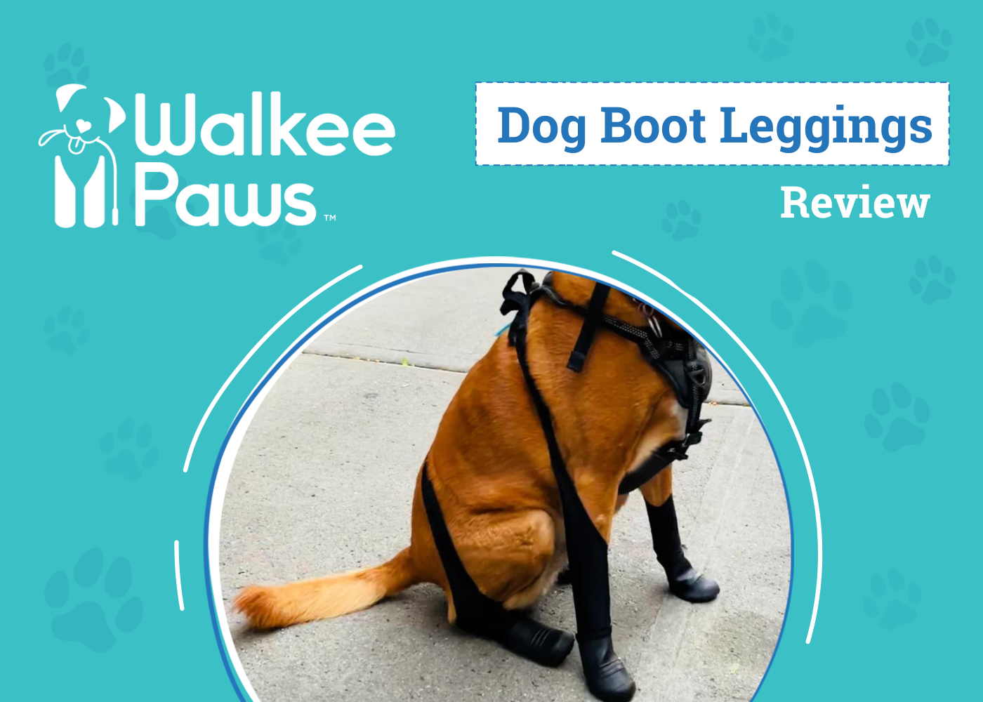 Walkee Paws Dog Boot Leggings Review 2026: An Expert's Breakdown