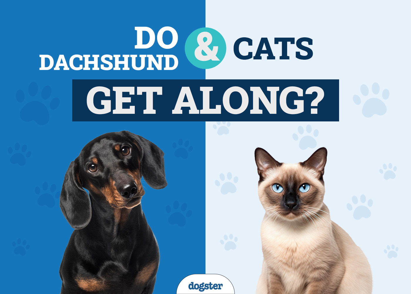 Will a Dachshund Get Along with a Cat? How to Introduce Them (Vet-Reviewed)