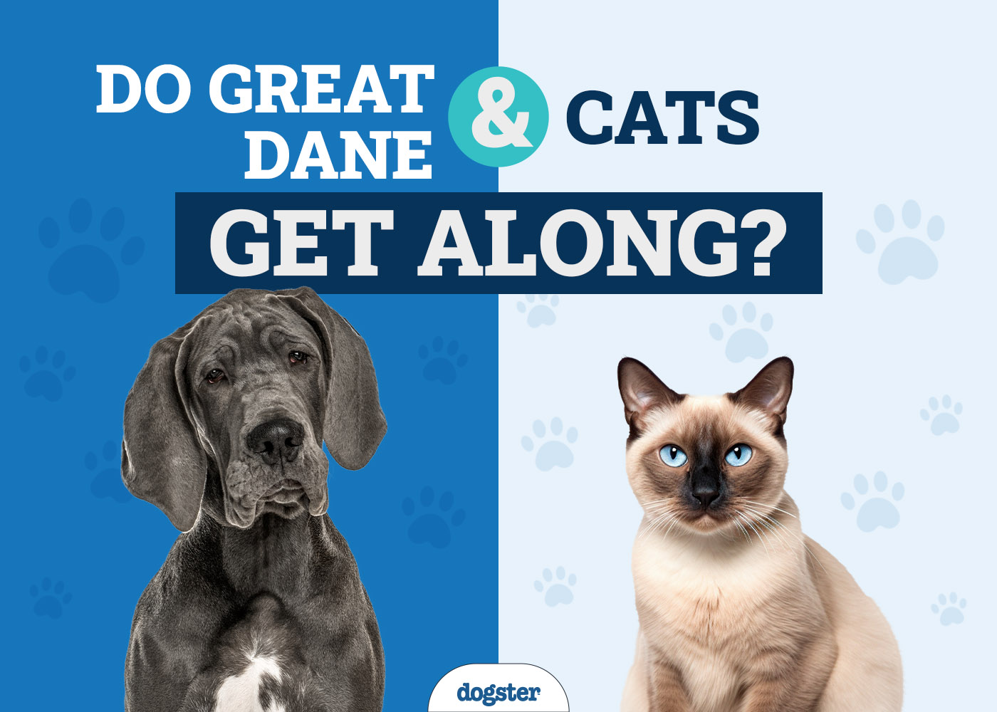 Do Great Danes Get Along With Cats? Species Compatibility & Introduction Tips