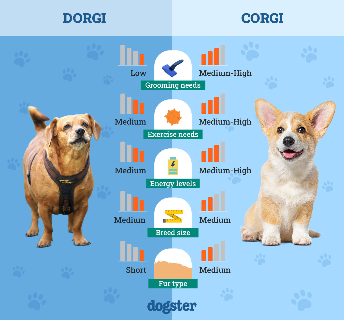 Dogster_Side by Side Comparison_ Dorgi vs Corgi