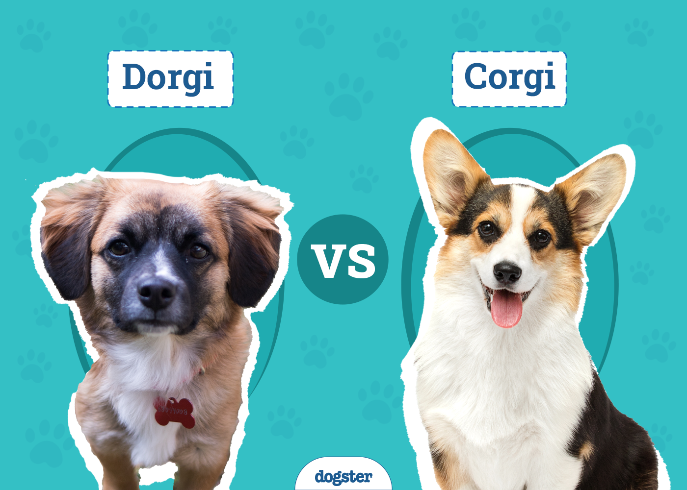 Dorgi vs Corgi: Key Differences & Similarities (With Pictures)