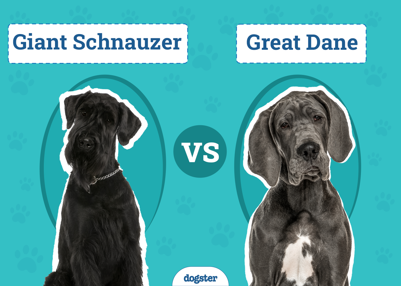 Giant Schnauzer vs. Great Dane - Which Should I Choose? (With Pictures)