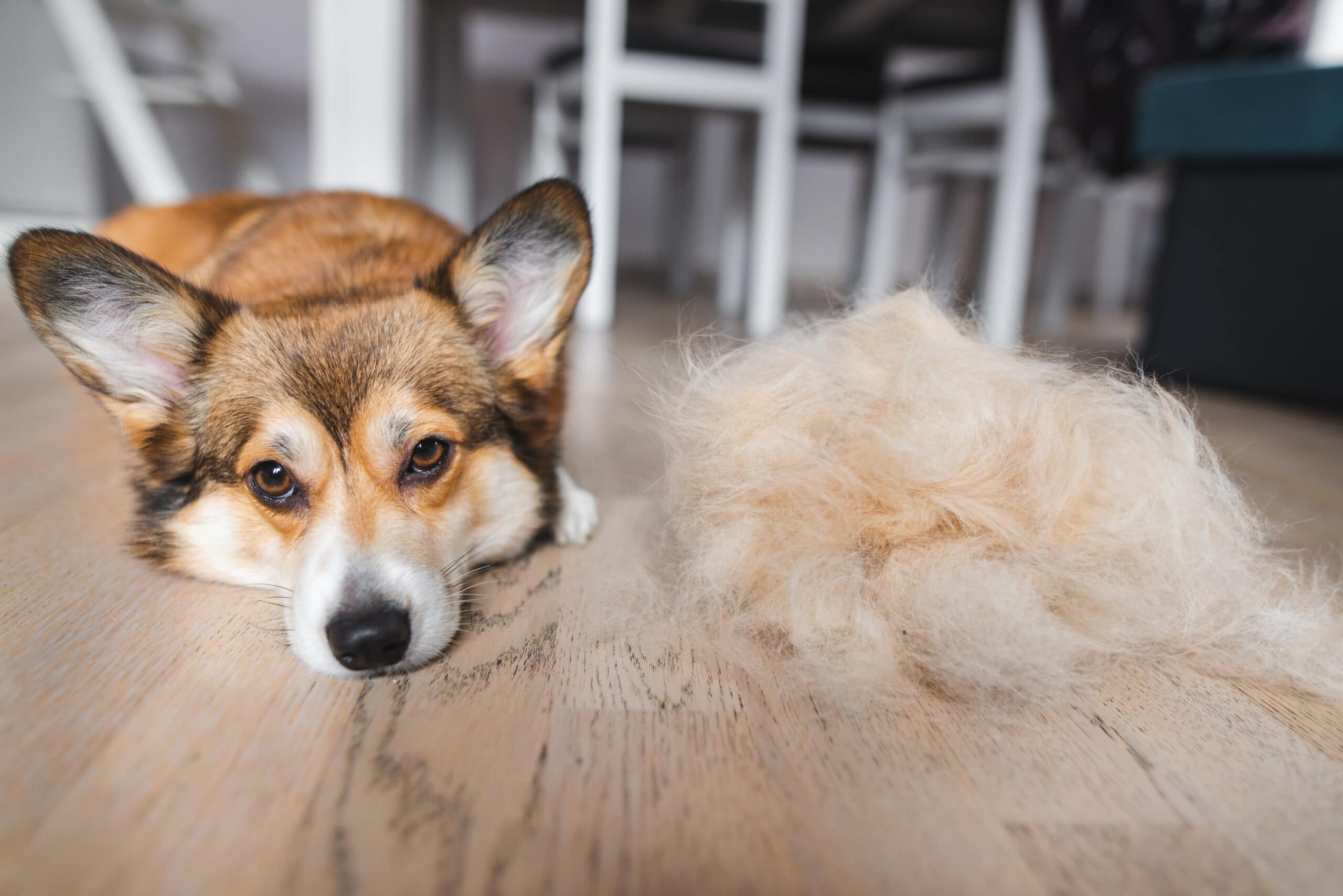 Do Corgis Shed More Than Other Breeds? How Much & Grooming Tips