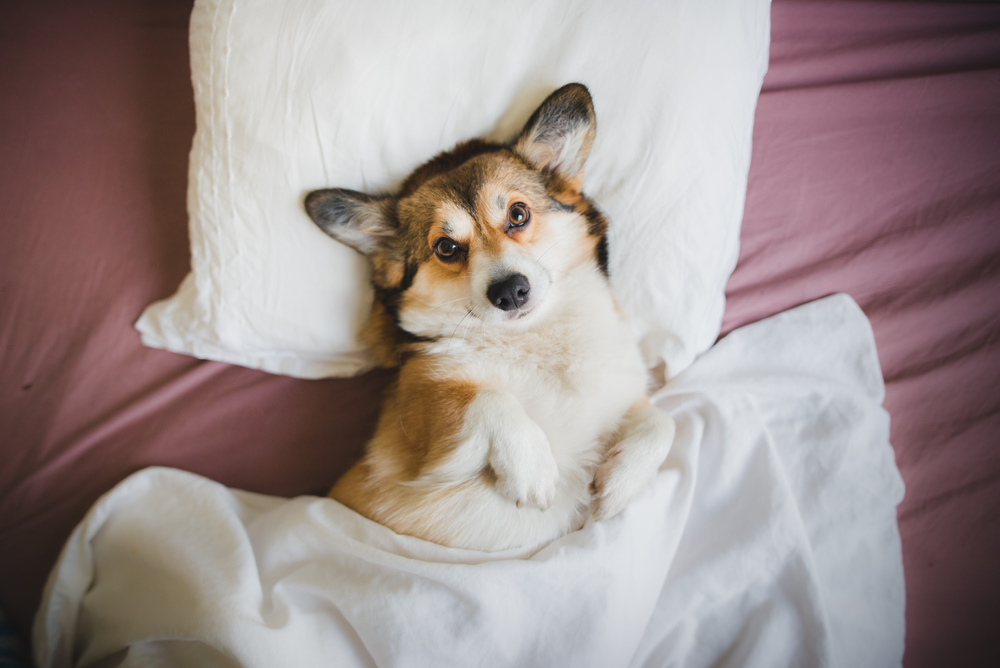 Relaxed Sable welsh corgi pembroke dog
