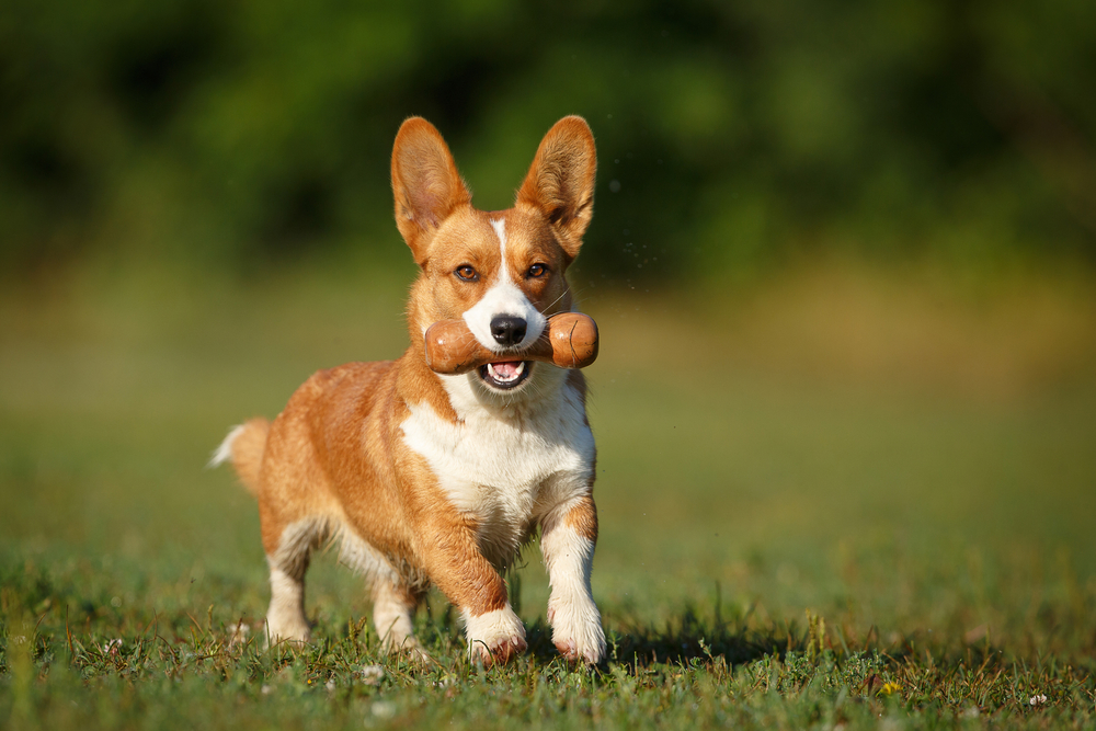 How Smart Are Corgis? Canine Intelligence Explained (Vet-Verified Info)