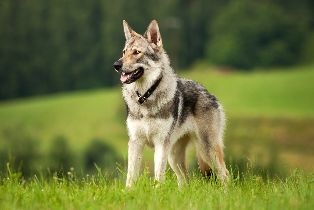 What Is a Wolf Dog & Do They Make Good Pets? Ethics & Legalities