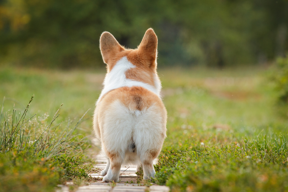 Why Do Corgis Butts Float in Water? The Interesting Answer & Fun Facts