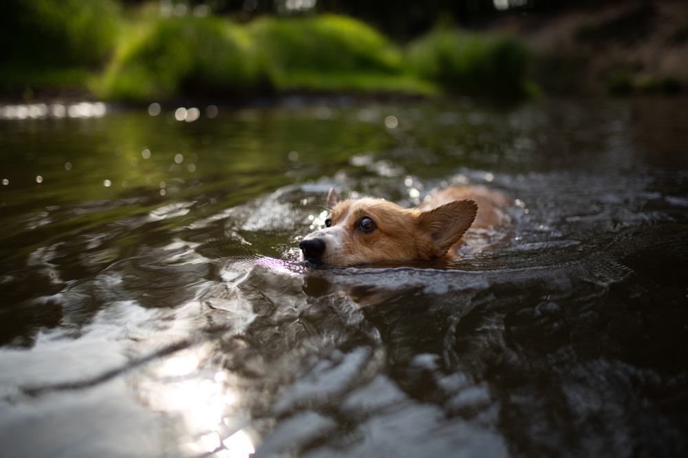 flowing-Pembroke-Corgi-dog-across-the-river