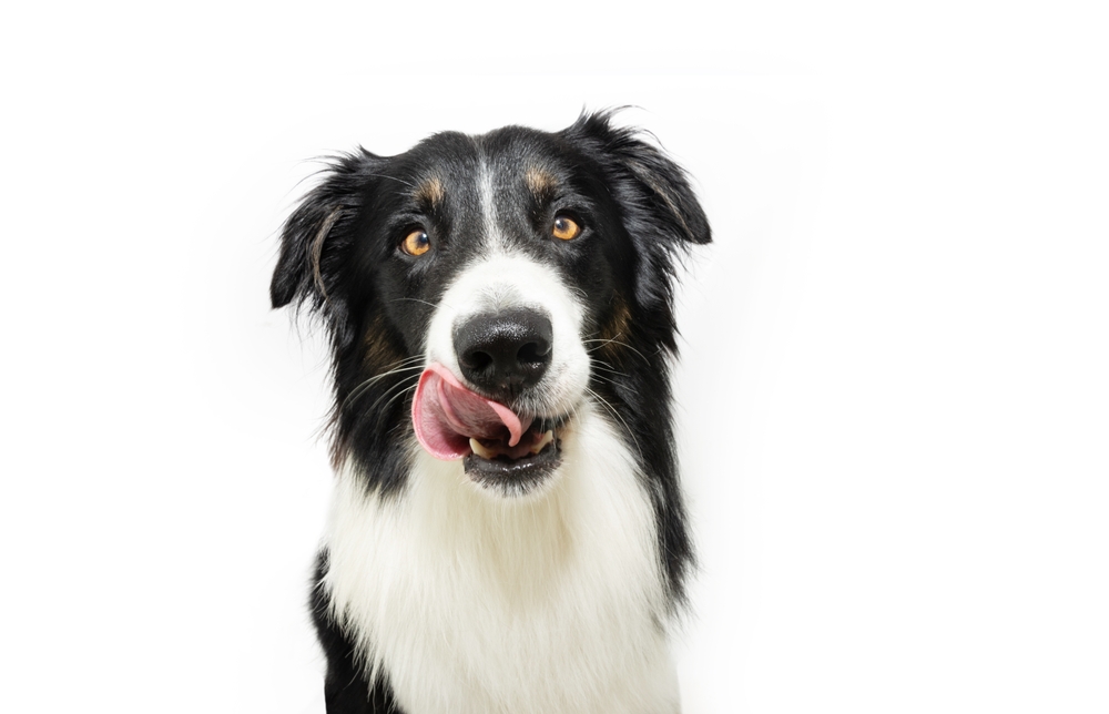 What Happens If a Dog Licks Human Blood? Vet-Verified Health Risks & Care