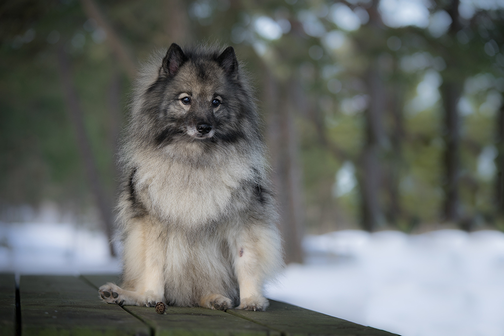 keeshond dog sitting on the bench in snowy forest