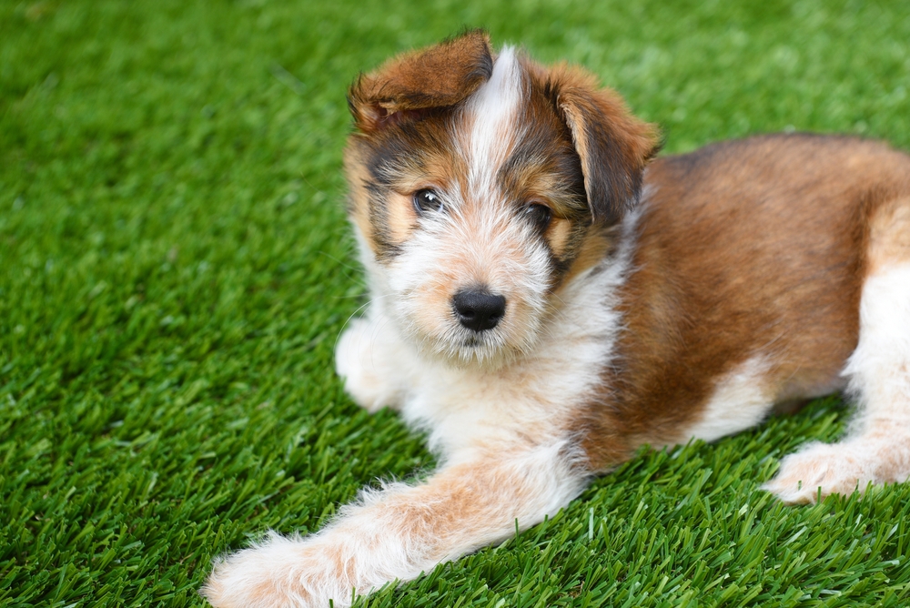 Artificial Grass for Dogs: Pros, Cons & How to Use