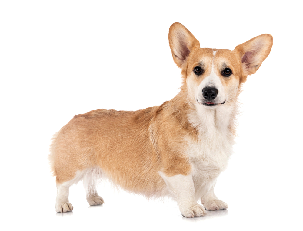 young Fawn Pembroke Welsh Corgi