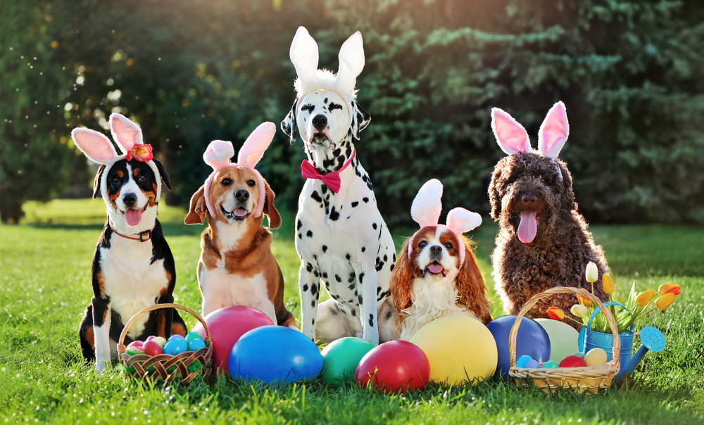 15 Creative Dog Easter Basket & Filling Ideas for 2026