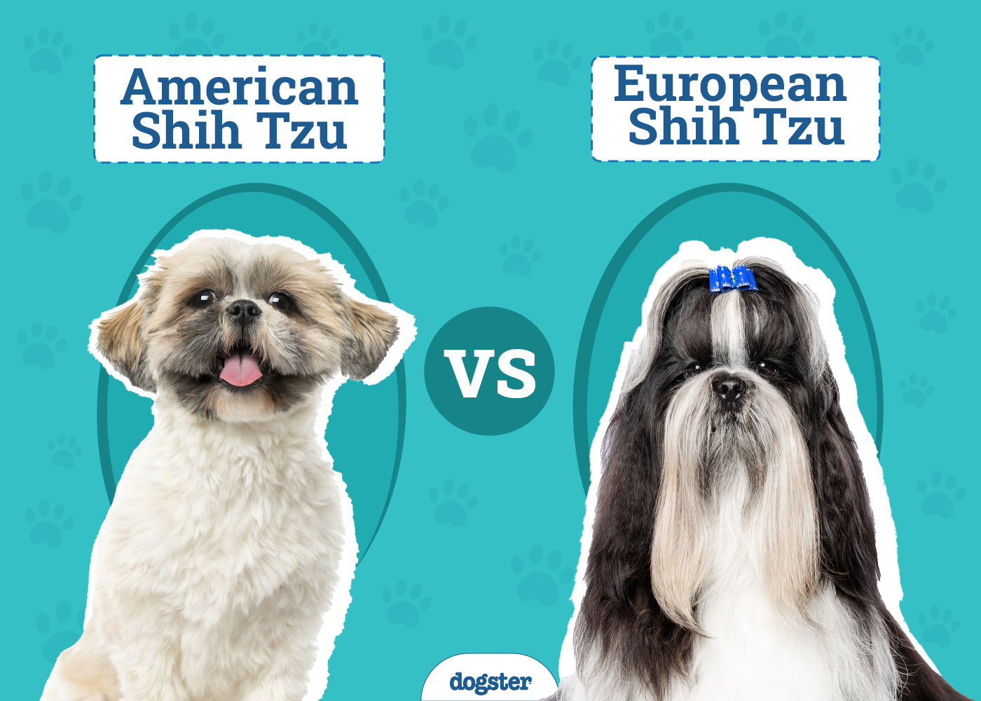 American vs European Shih Tzu: Which Should I Choose?