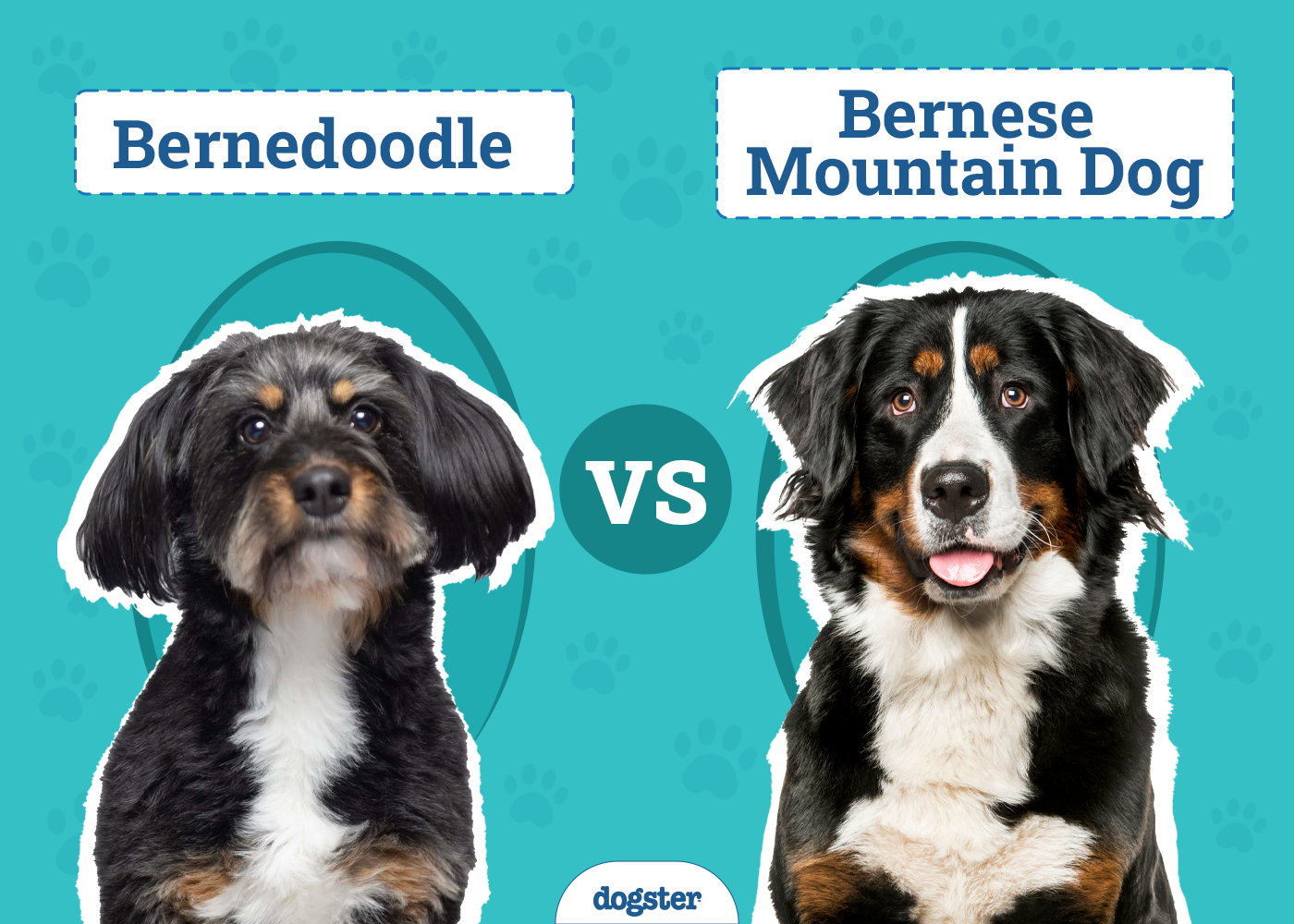 Bernedoodle vs Bernese Mountain Dog: Main Differences (With Pictures)
