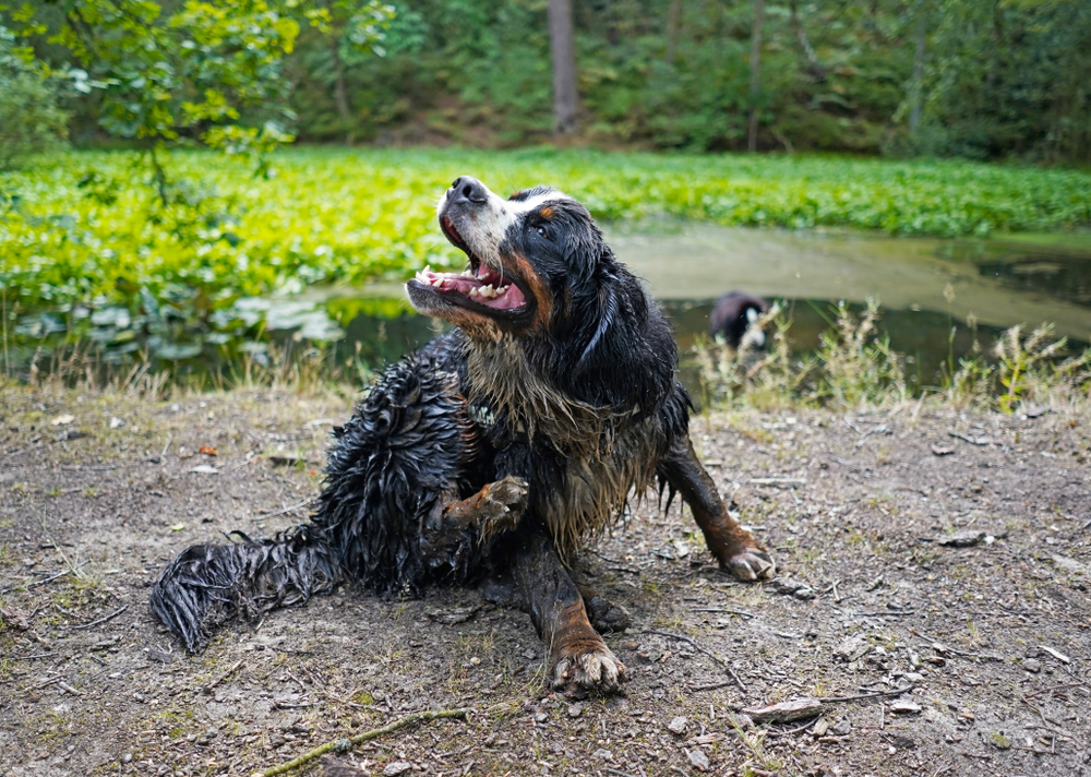 7 Best Shampoos for Bernese Mountain Dogs in 2026 — Reviews & Top Picks