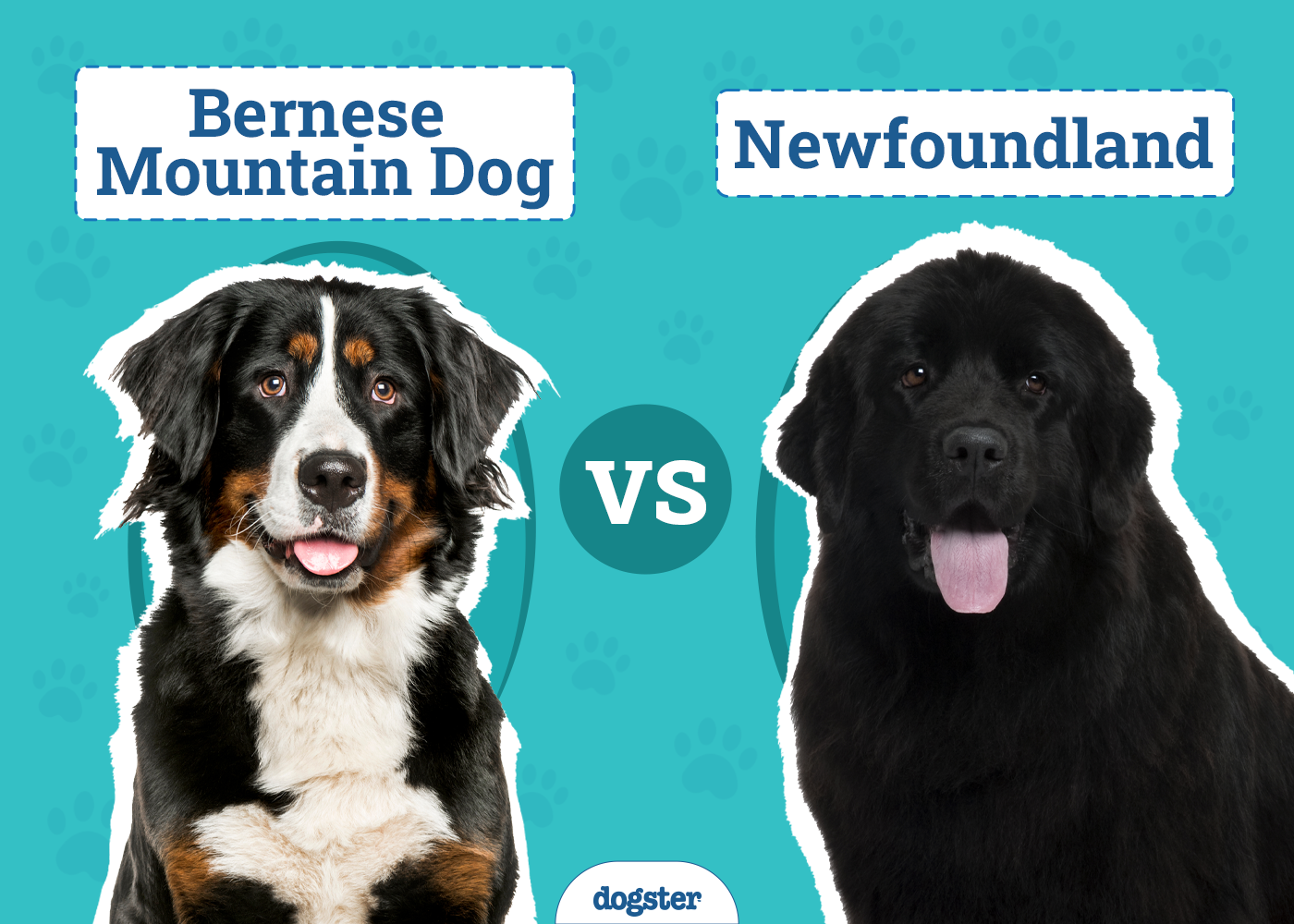 Bernese Mountain Dog vs Newfoundland - Which Should I Choose?