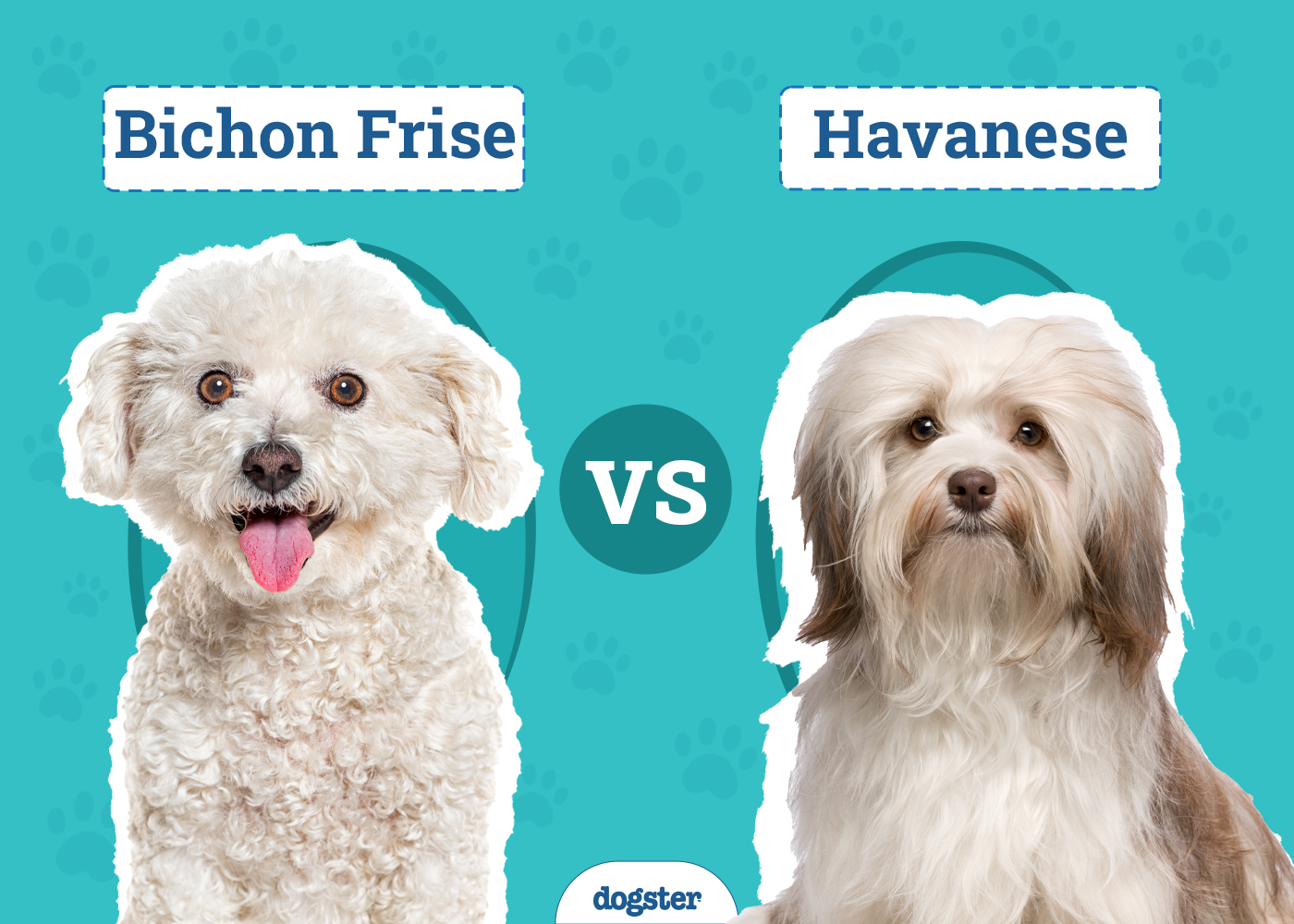 Bichon Frise vs Havanese: The Key Differences (With Pictures)
