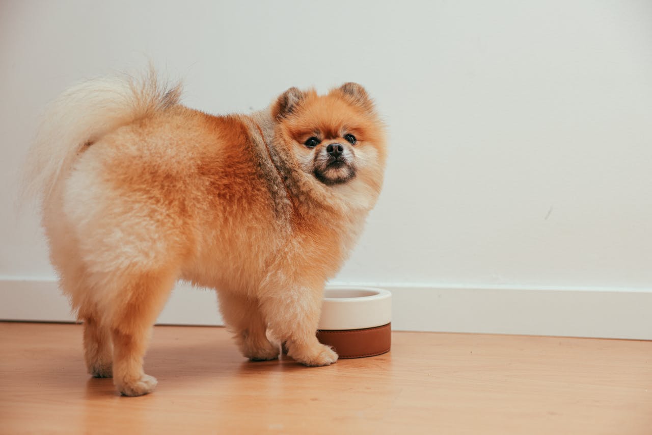 Why Some Dogs Treat Mealtime Like Playtime - And When to Pay Attention