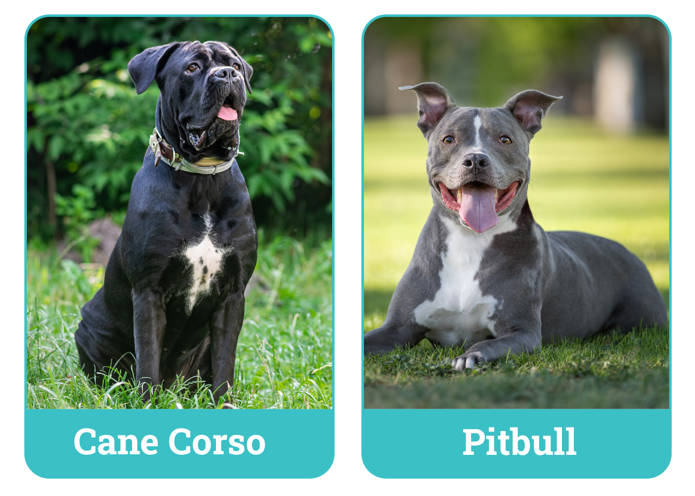 Cane Corso vs Pitbull