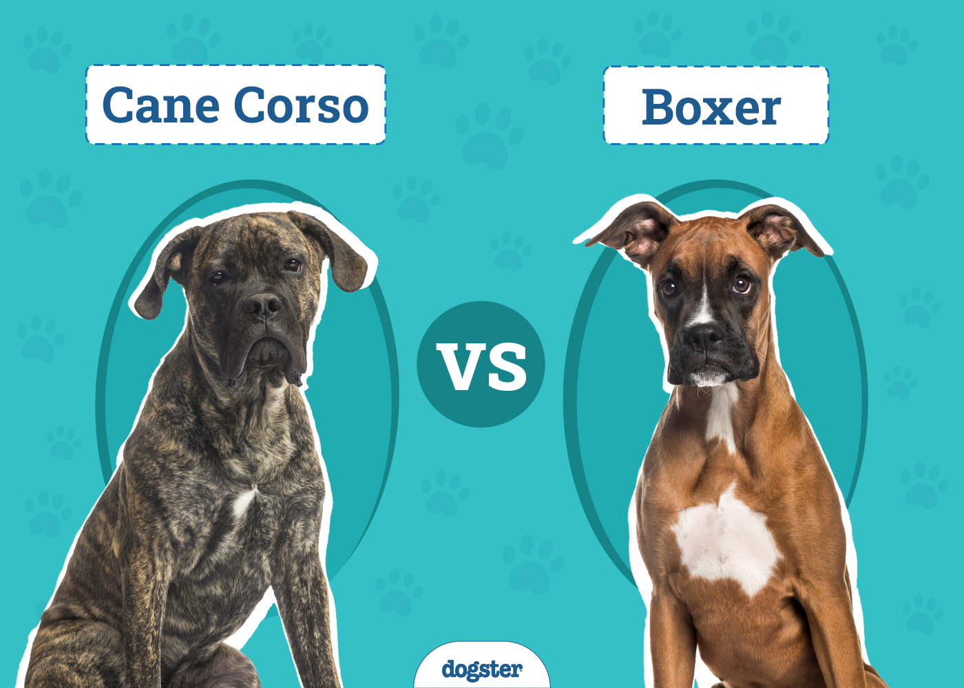 Cane Corso vs. Boxer: Key Differences (With Info & Pictures)