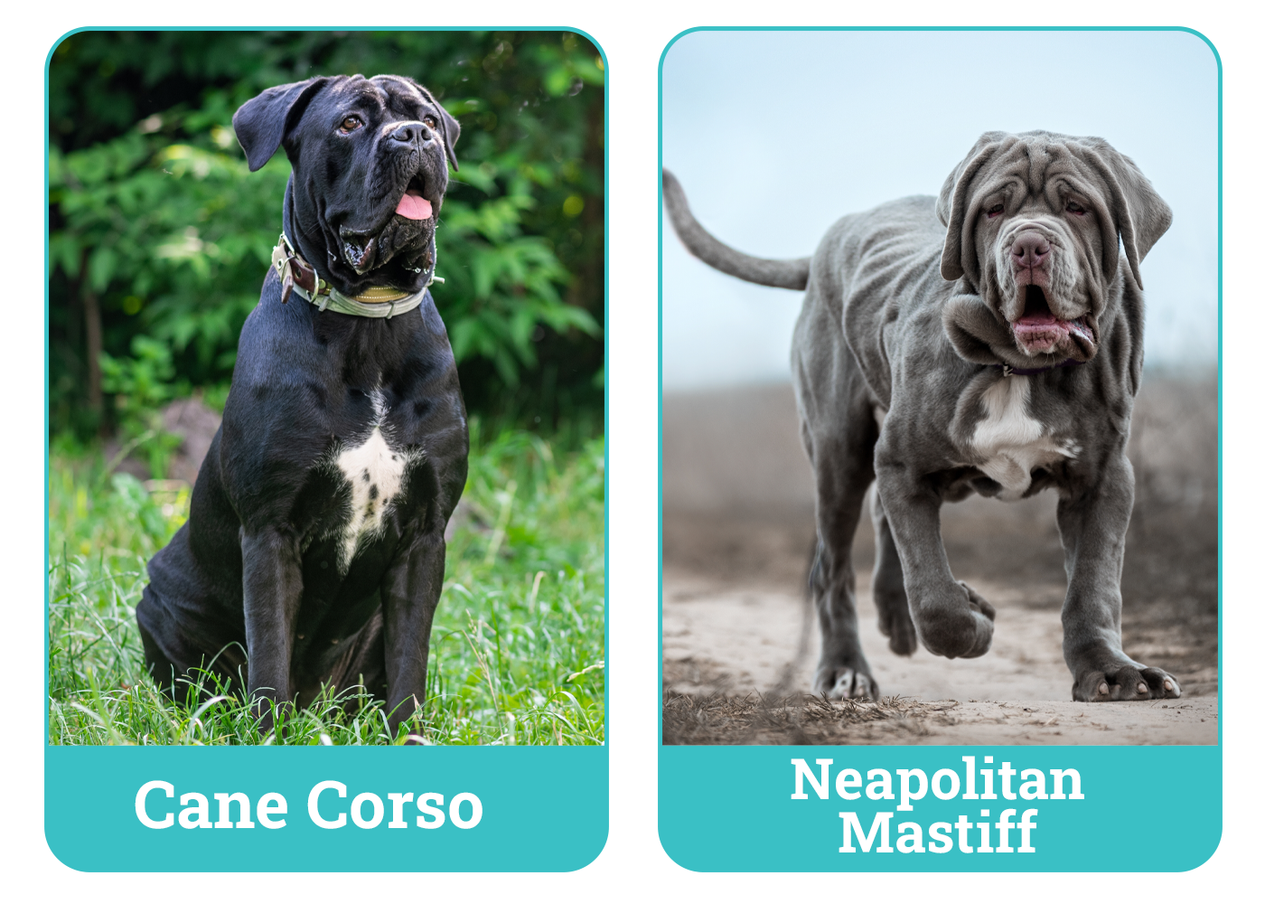 Cane Corso vs. Neapolitan Mastiff