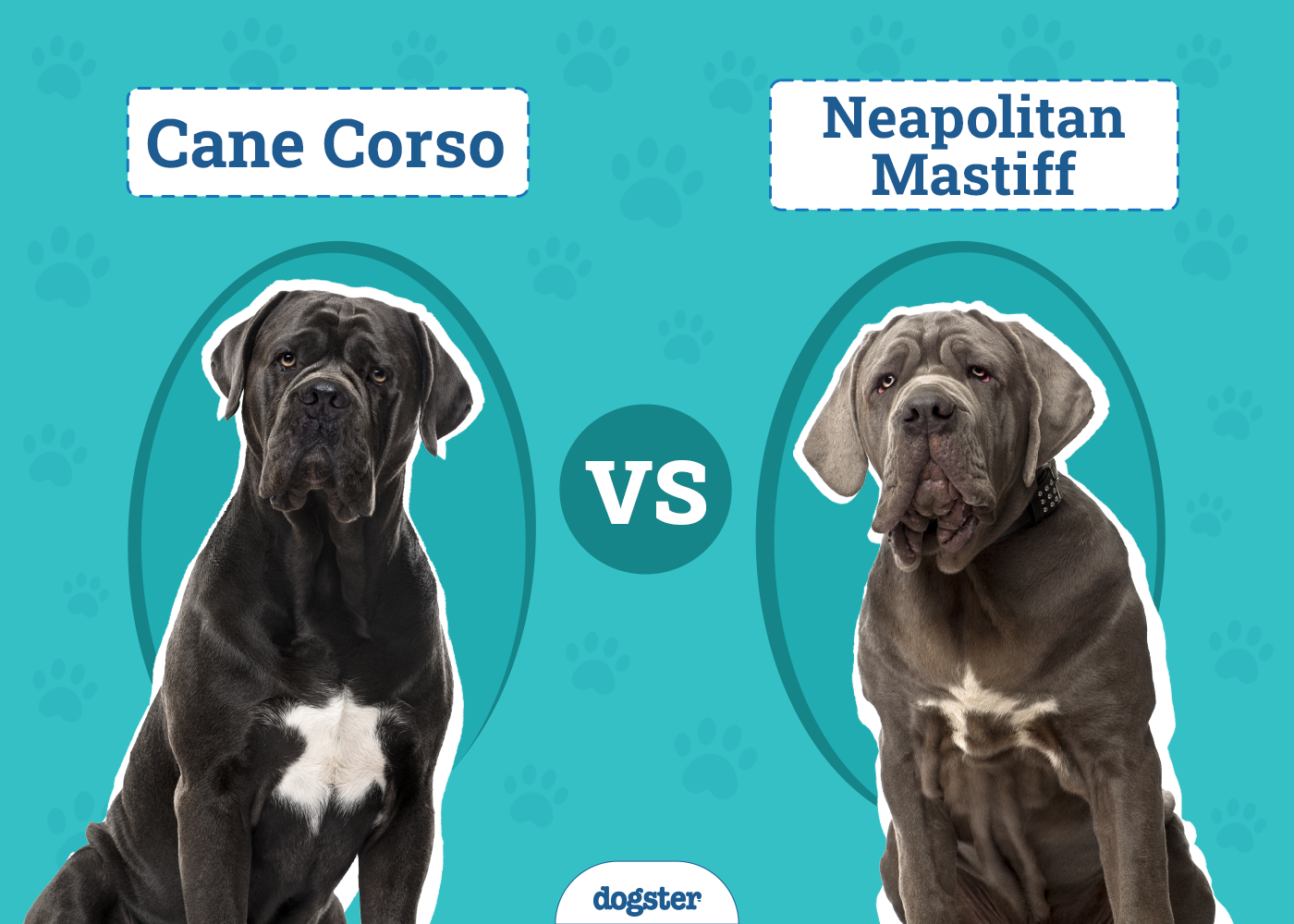 Cane Corso vs. Neapolitan Mastiff: Vet-Reviewed Differences Explained (With Pictures)