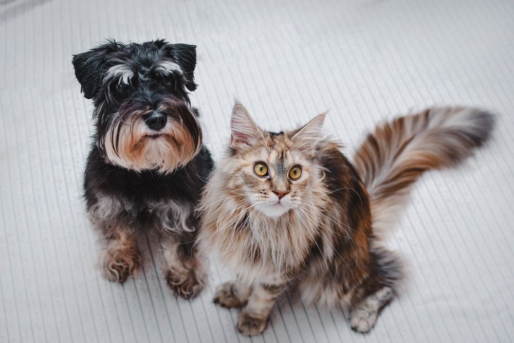 Are Miniature Schnauzers Good With Cats? Vet-Verified Facts and FAQ